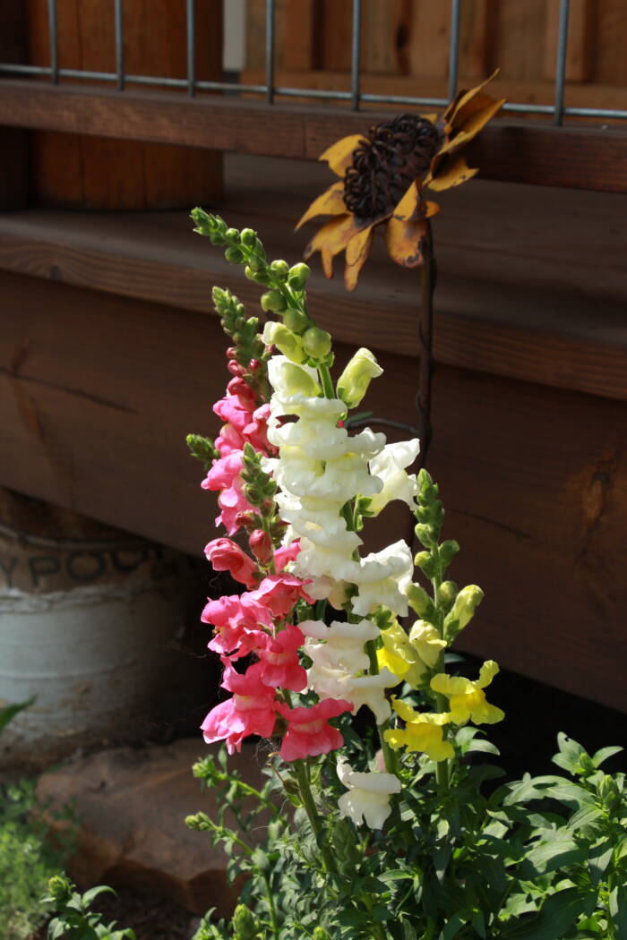 snapdragon IMG_0104 - Growing Spaces Greenhouses snapdragons in a garden