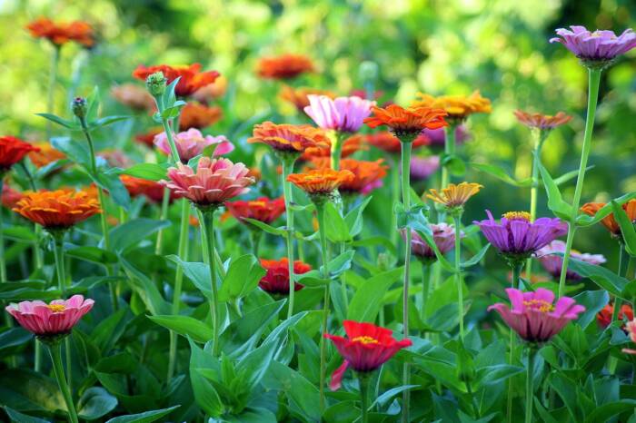 zinnia-3518967_1280 - Growing Spaces Greenhouses zinnia Pixabay photo