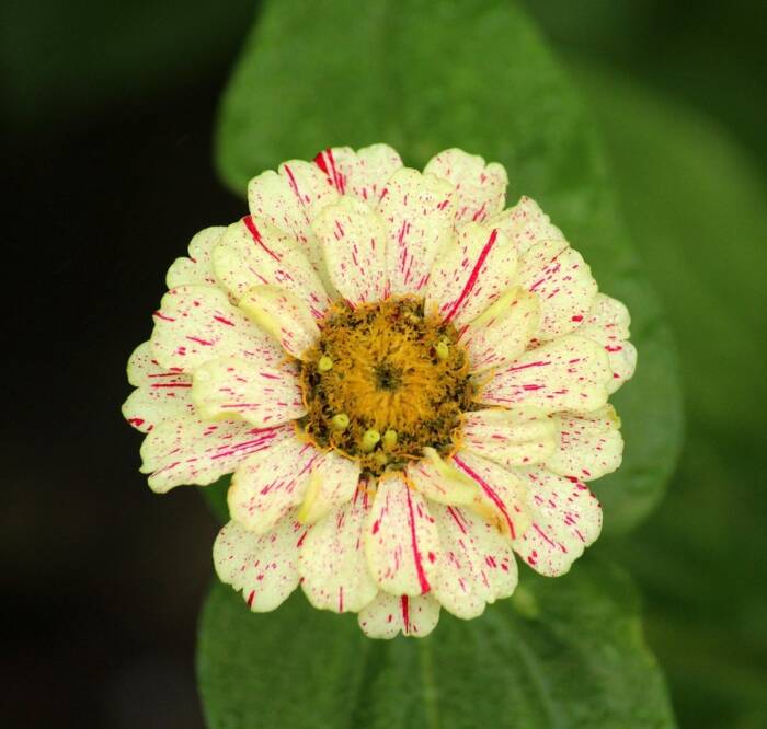 zinnia-3548356_1280 1 - Growing Spaces Greenhouses zinnia flower Pixabay photo cream colored with bright pink splashes