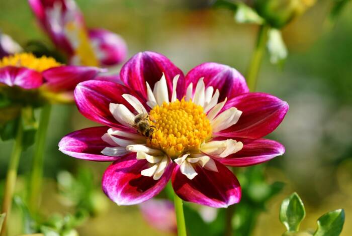 zinnia-3559224_1280 1 - Growing Spaces Greenhouses zinnia and bee Pixabay photo