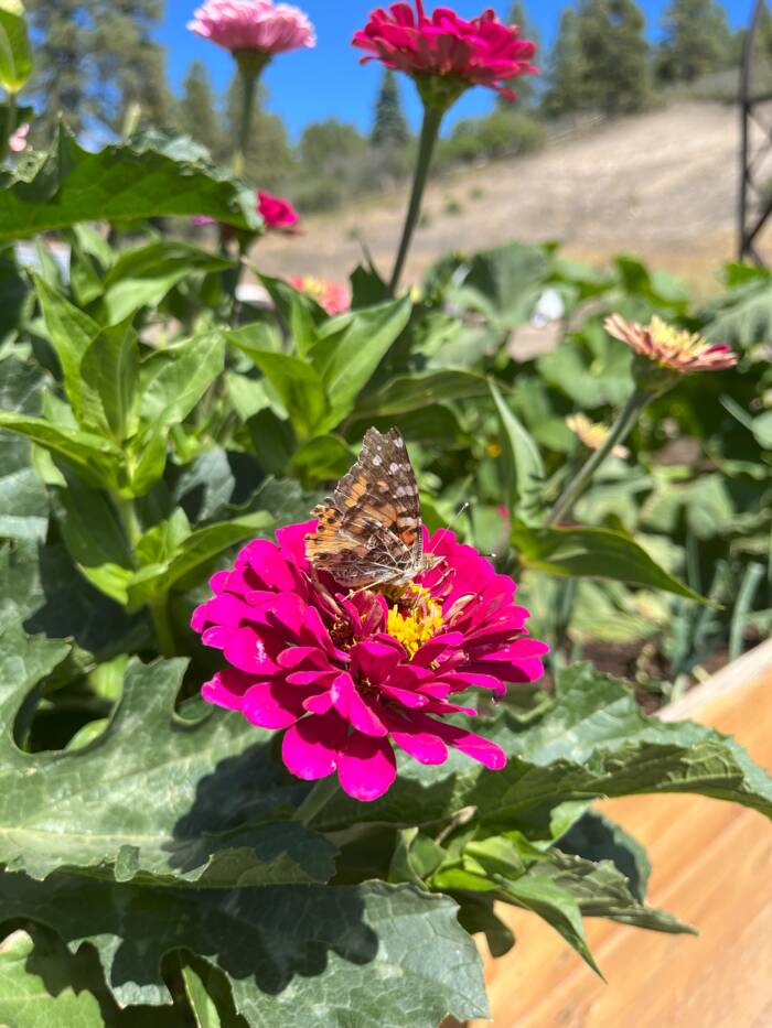 zinnia IMG_4065 - Growing Spaces Greenhouses zinnia and butterfly