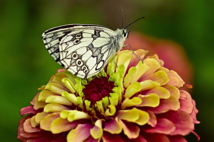 zinnia pixaby butterfly-5375631_1280 - Growing Spaces Greenhouses zinnia and butterfly Pixabay photo