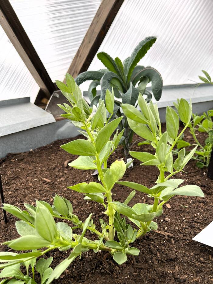 Fava beans IMG_9874 - Growing Spaces Greenhouses young fava bean plant