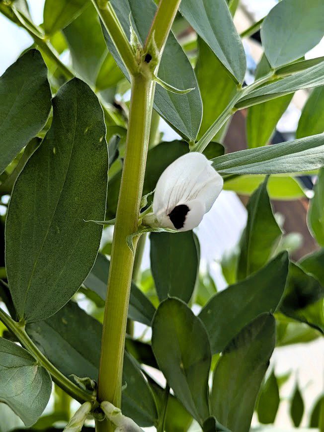 Fava beans PXL_20250501_160646630PORTRAIT - Growing Spaces Greenhouses fava bean blossom