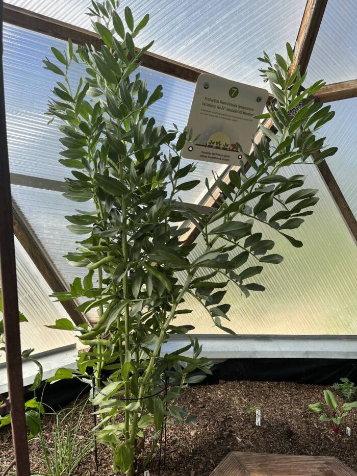 fava bean IMG_0112 - Growing Spaces Greenhouses growing fava beans in a greenhouse