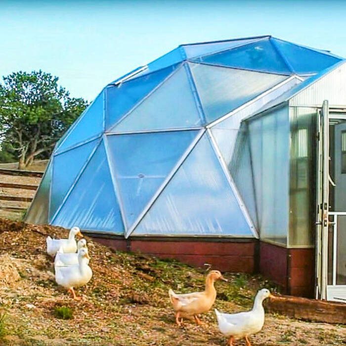 ducks_and_dome - Growing Spaces Greenhouses ducks outside of a growing dome greenhouse
