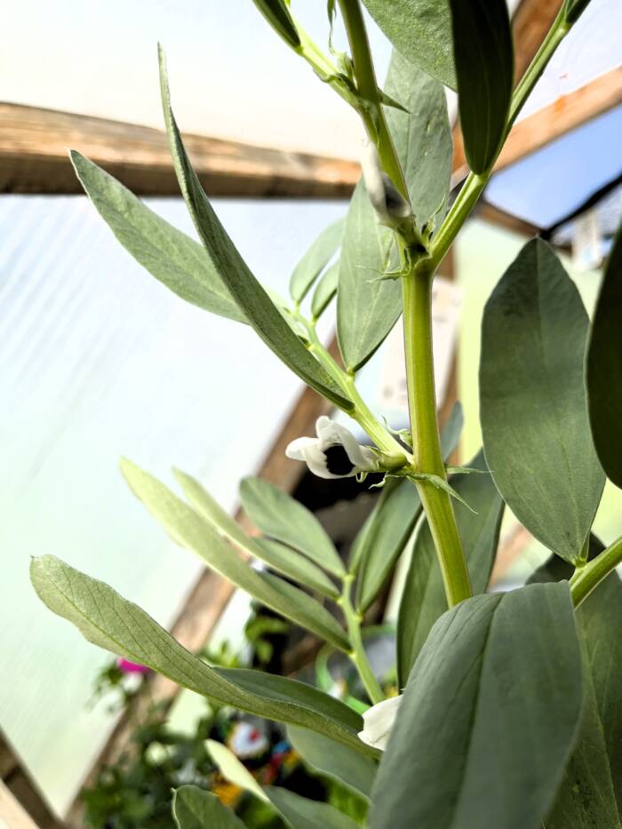 fava bean IMG_0118 2 - Growing Spaces Greenhouses fava bean blossom