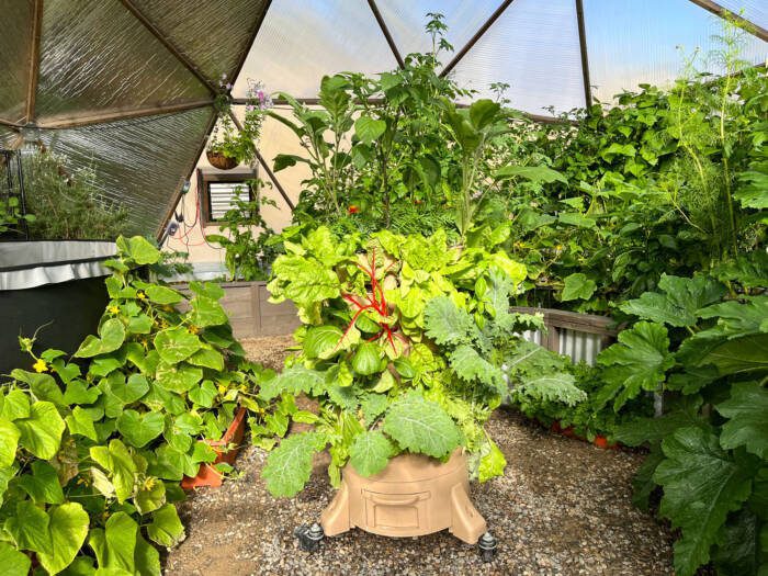 garden_tower_vermicompost - Growing Spaces Greenhouses garden tower vermicomposting system in a 33' Growing Dome the plants are thriving