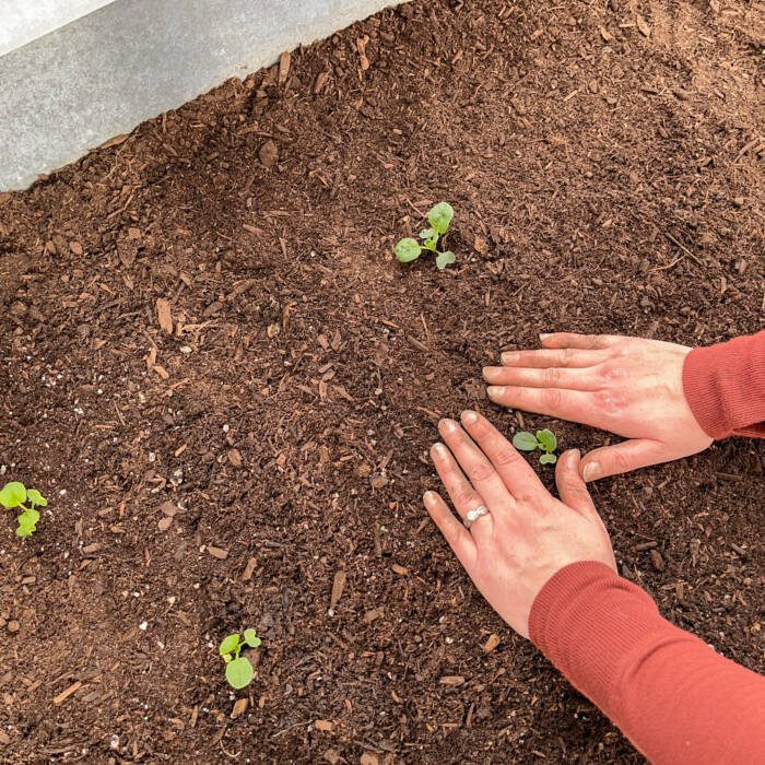 planting_seedlings - Growing Spaces Greenhouses