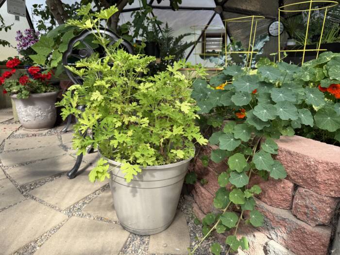 citronella plant in a pot