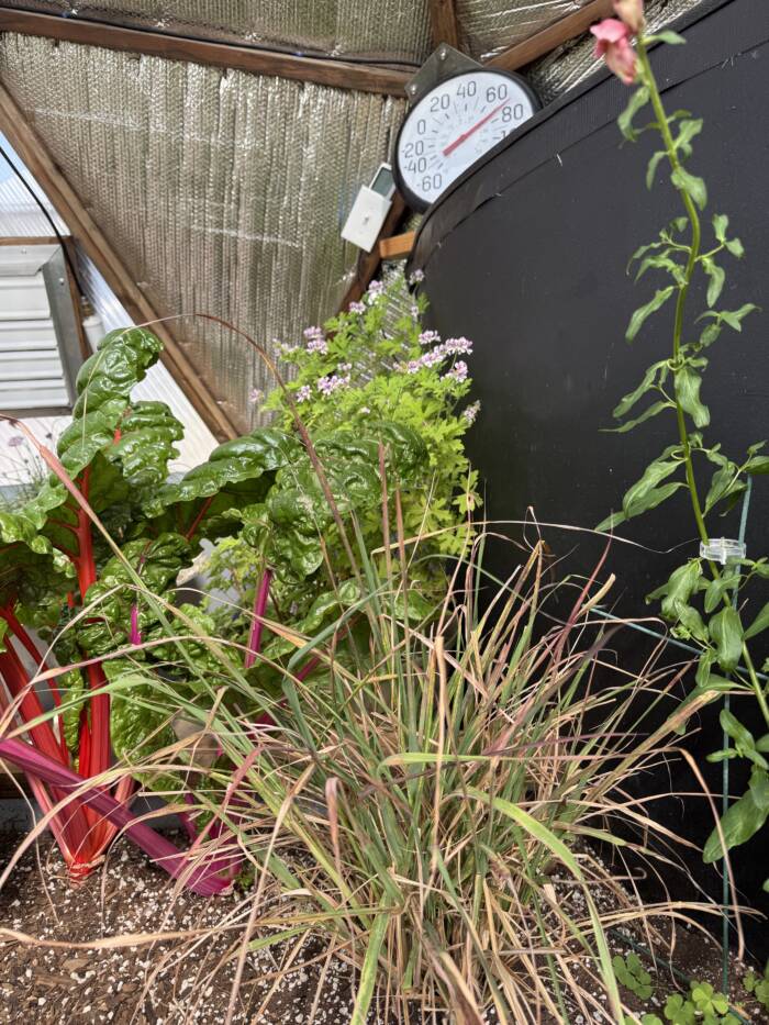 citronella plant and lemongrass