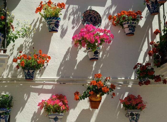geraniums in Spain Pixaby image