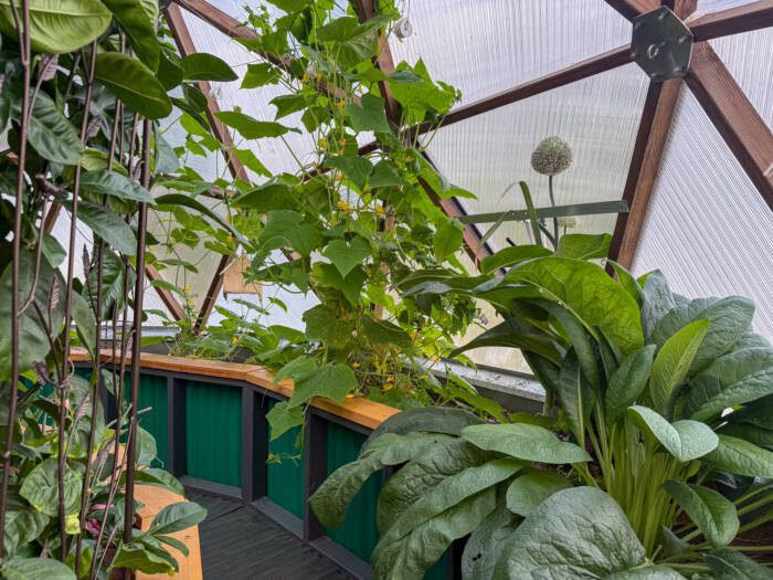 Interior of a 22' Growing Dome with green metal garden beds, comfrey plant in foreground, trellis to the left of frame, cucumber vines and allium boom in background