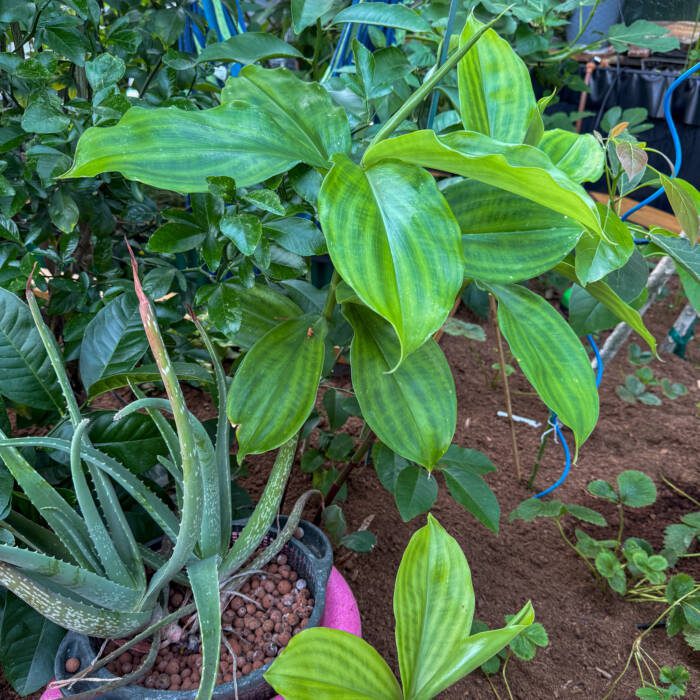 large variegated ginger leaves with an aloe plant and strawberries below