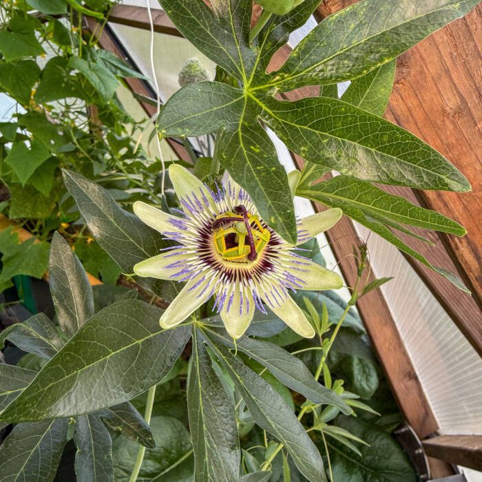 vibrant passionflower with purple spikey petals and a deep burgundy and yellow center