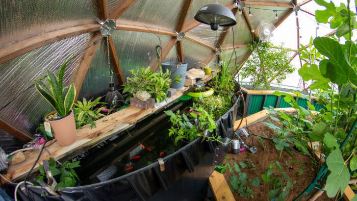 above ground pond with floating plants and bright orange koi and goldfish