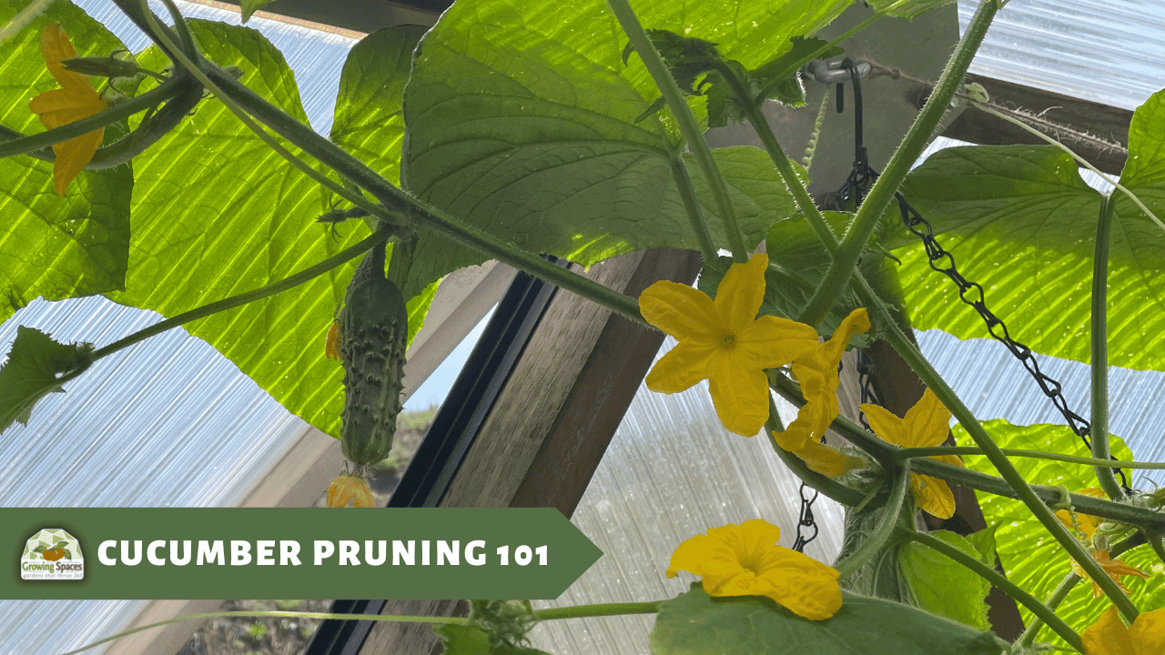 Small cucumber growing on a vine with large sun leaves and multiple vibrant yellow flowers