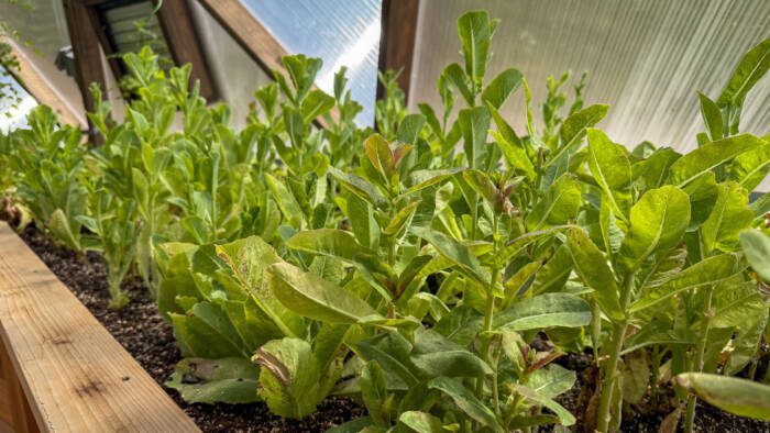Lettuce - Growing Spaces Greenhouses Lettuce that has started to bolt in a garden bed