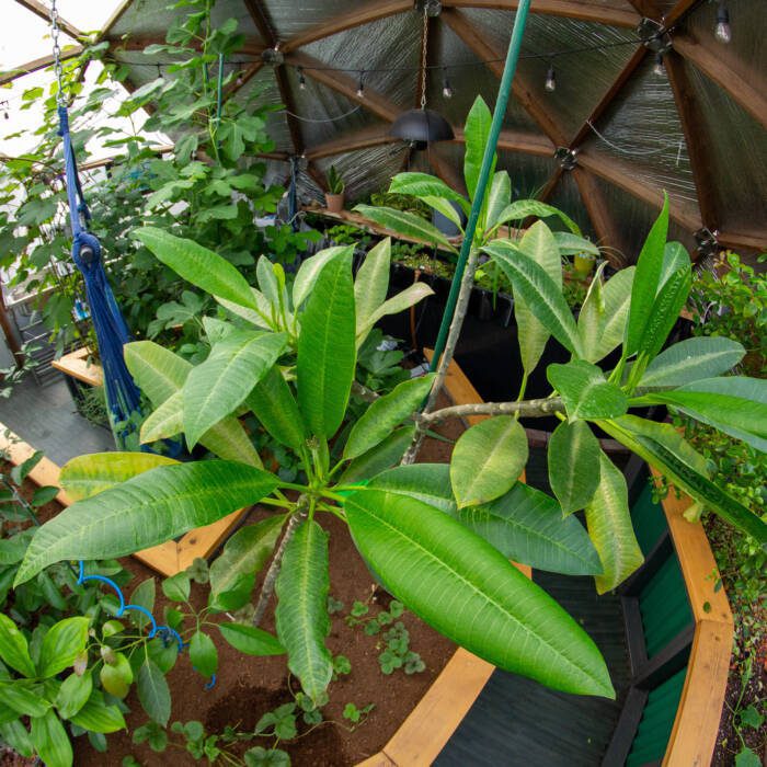 plumeria plants with large greenery and small flower buds