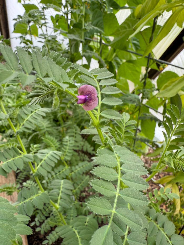 chickpeas growing in a dome are an example of leume planted during crop rotation to help fix nitrogen