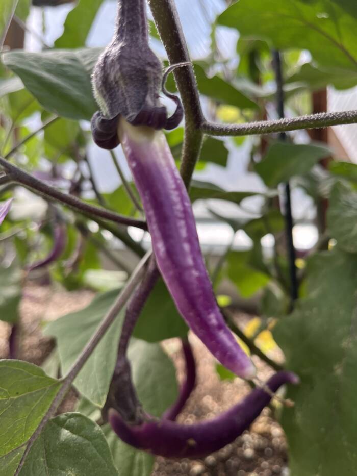 long and skinny eggplant