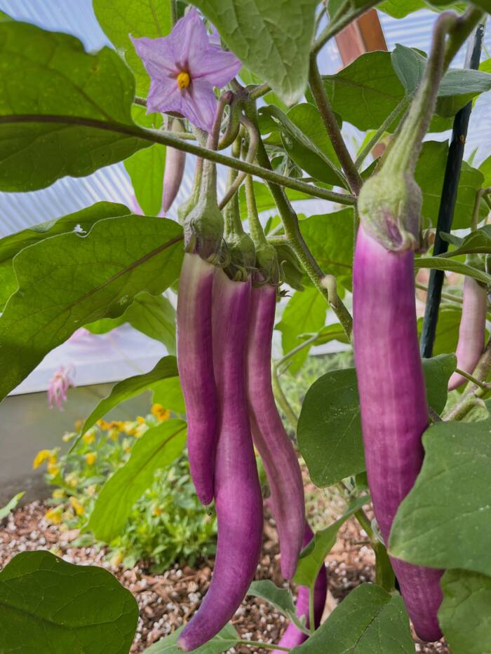 a purple flower and purple eggplant growing in a Growing Dome greenhouse