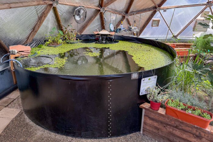 Round pond in a geodesic greenhouse with black sheet metal walls filled with water and floating green plants