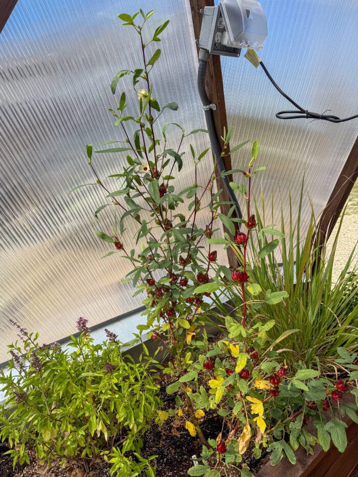 Red zinger tea plant with deep red buds and green leaves. Lemongrass and basil around the base.