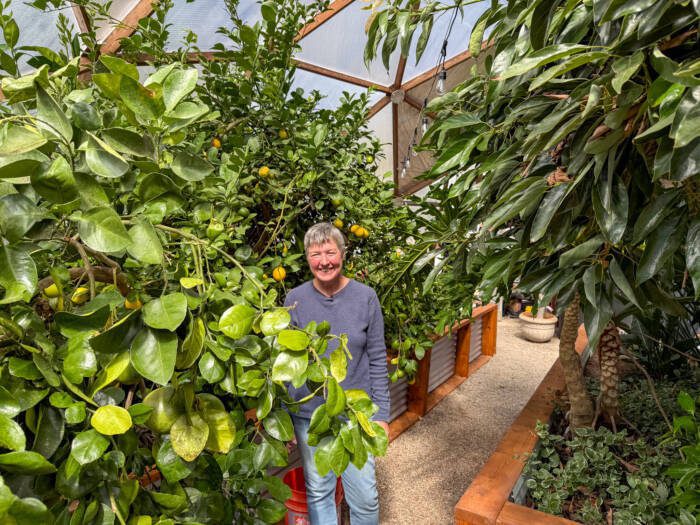 A woman standing in the midst of a geodesic greenhouse with jungle-like citrus and avocado trees.