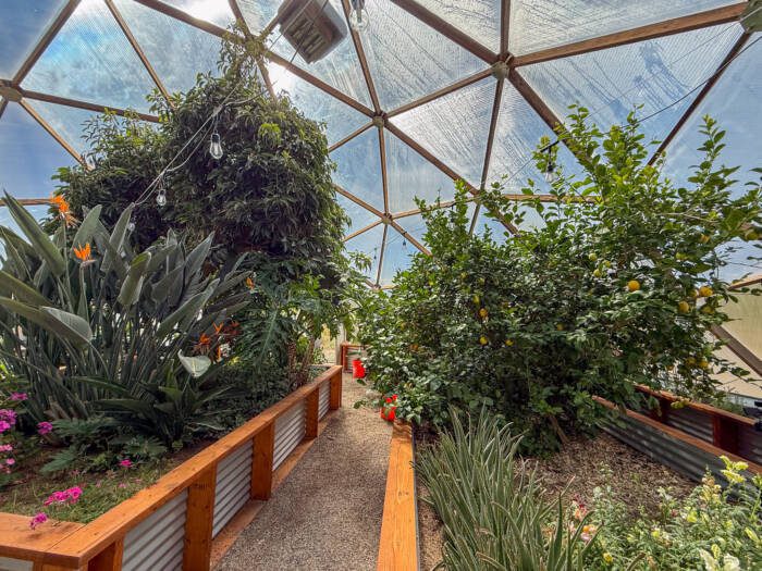 Large bird of paradise, aloe vera, avocado, lemon, and orange trees in corrugated metal garden beds within a geodesic dome greenhouse.