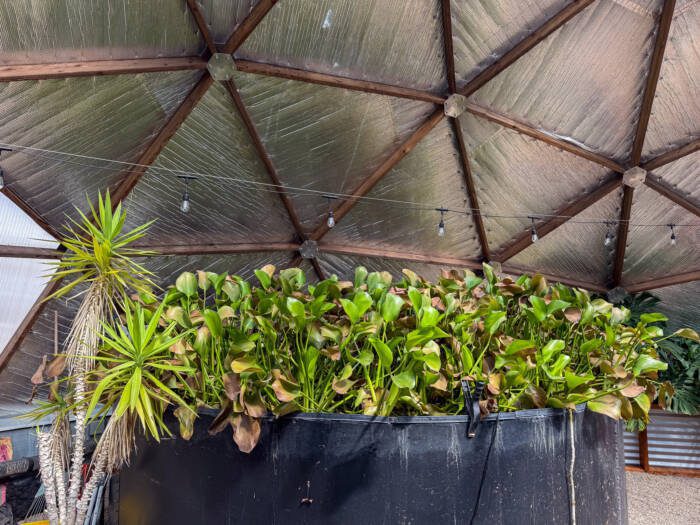Tall water hyacinth plants growing out of an above-ground pond in a passive solar greenhouse.