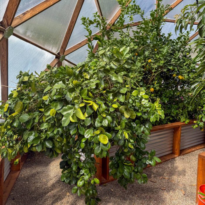 A grapefruit tree so weighed down with fruit that its branches are touching the ground.