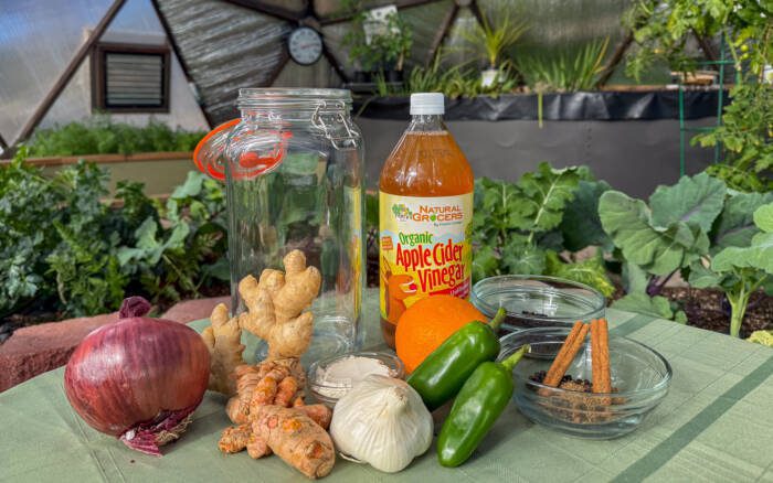 A large jar, apple cider vinegar, two glass bowls with miscellaneous spices, two jalapeños, an orange, a head of garlic, a bowl of horseradish powder, and turmeric root, ginger root, and a red onion resting on a table in a greenhouse