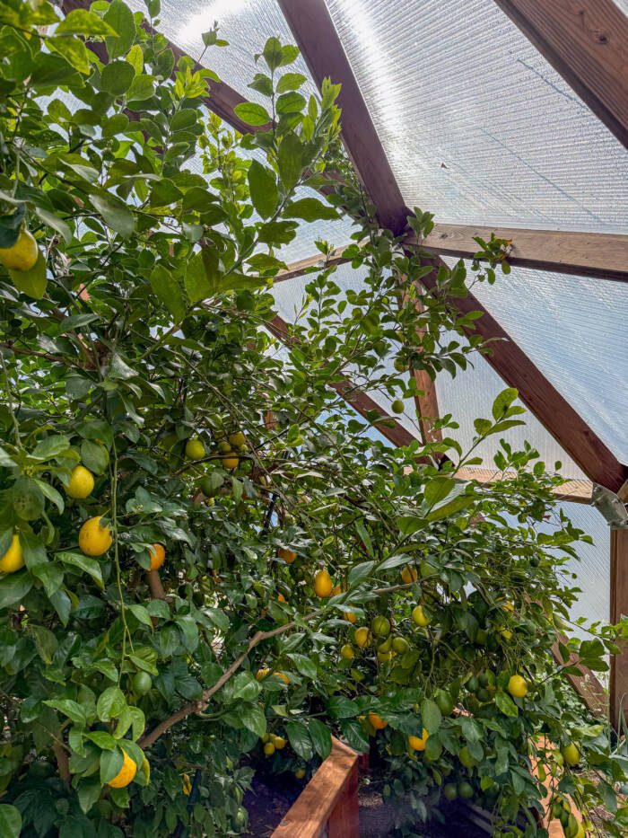 Large lemon tree full of fruit spilling over from one raised garden bed to another in a growing dome greenhouse.