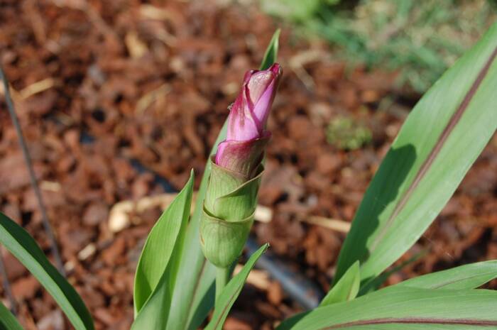 turmeric plant with bud