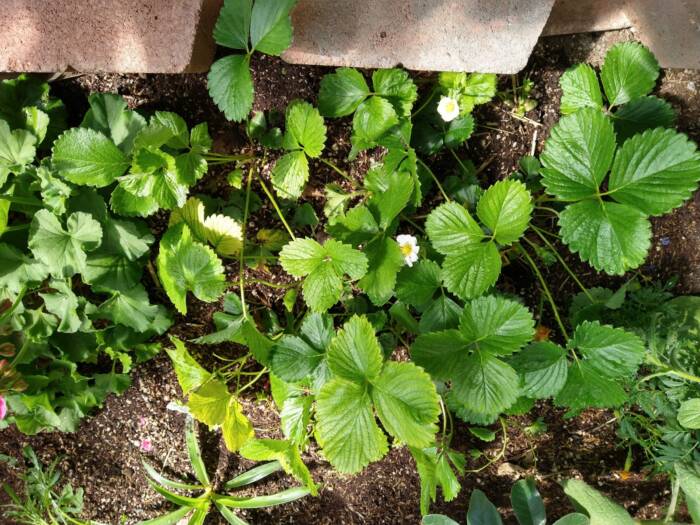 strawberry plants in a raised bed interplanted with other crops